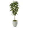 Black Olive Tree - 7ft