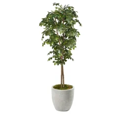 Black Olive Tree - 7ft