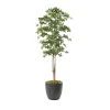 Sakaki Tree - 7ft